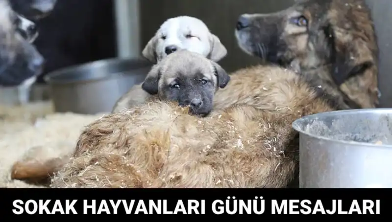 Dünya Sokak Hayvanları Günü: Hayvanlar İçin Farkındalığı Artıran Tarih