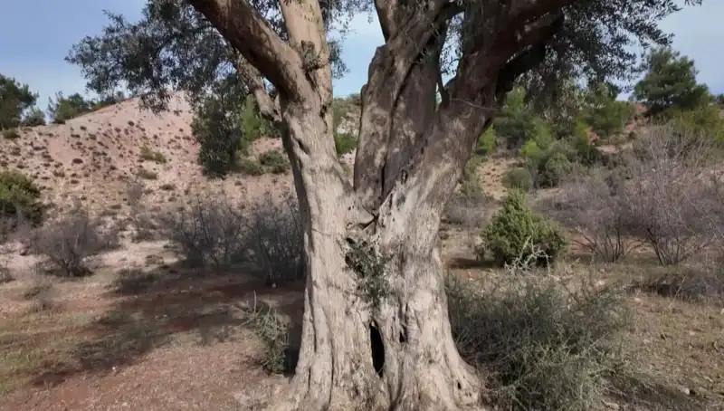 800 Yıllık Zeytin Ağacı: Doğanın Mirasını Yaşatmak İçin Gösterilen Özen