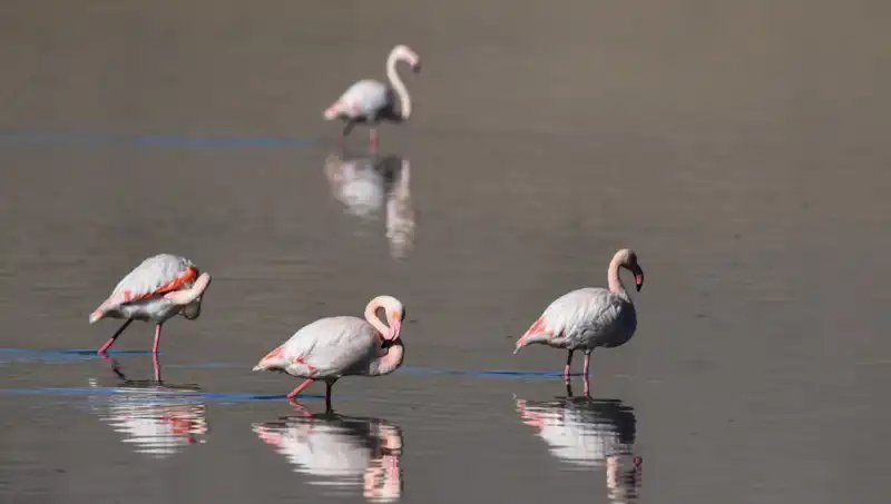 Kuş Cennetinde Yaşanan Kuraklık: Flamingo Sayısı Neden Azaldı?