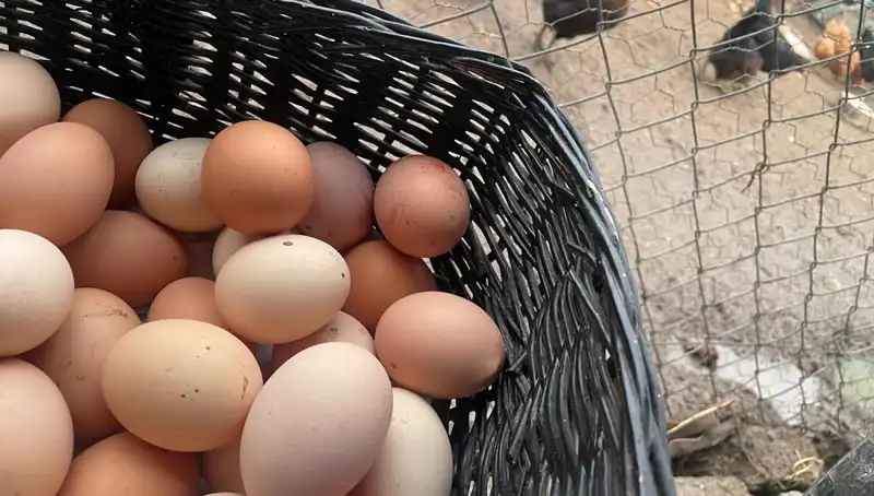 Okul Gıda Krizine Çözüm: Proteinin Yeni Gözdesi Dikkat Çekiyor