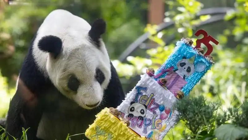 Dev Panda Xin Xin, 35 Yaşına Bastı: Büyüleyici Hayatı ve Kutlamaları