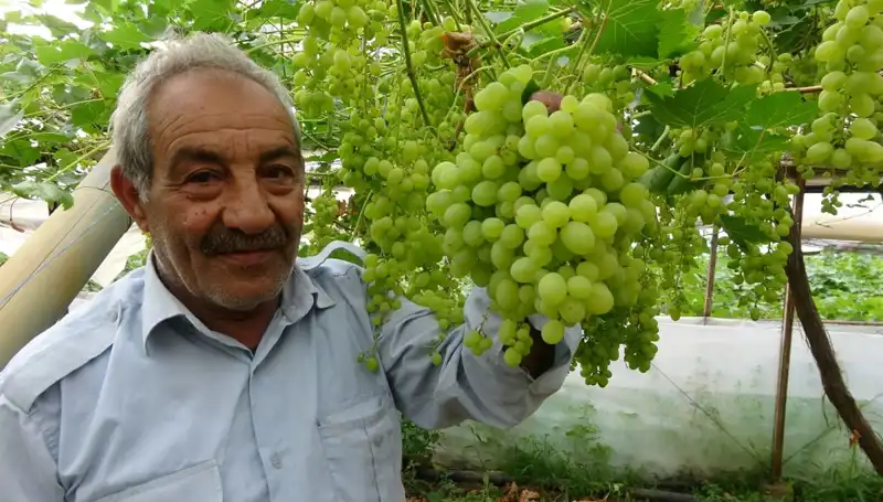 Zirai Don Olayları Meyve Fiyatlarını Dibe Çekti: İlk Ürünler 250 TL'den Satılıyor