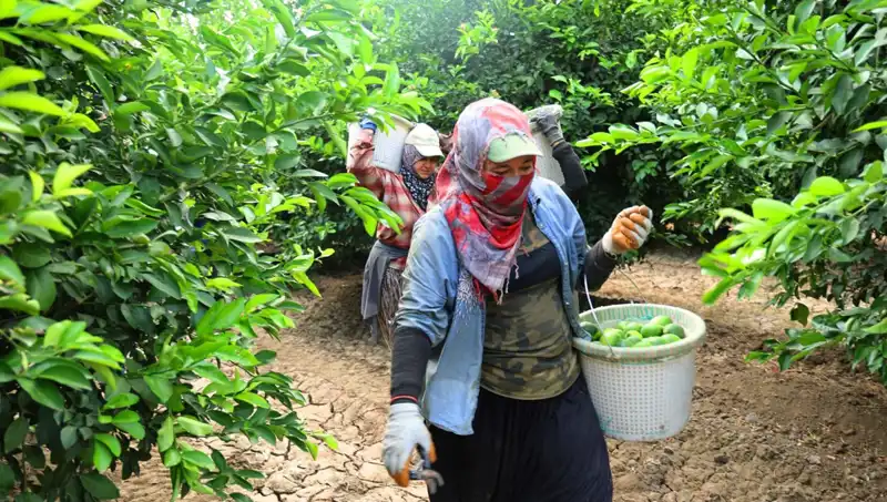 Markette Fiyatları Alt Üst Eden Olay: 150 Lirayı Aşan Ürün İçin Hasat Başladı!