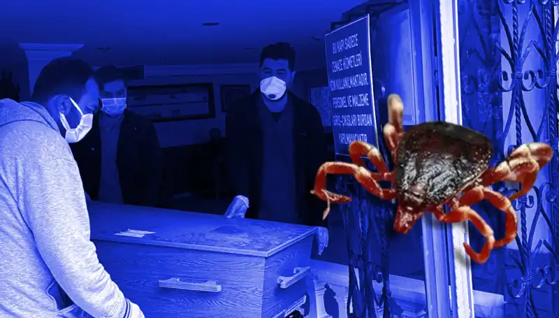 İstanbul'daki Keneler Artık Tehlike Değil: Yeni Araştırma Sonuçları