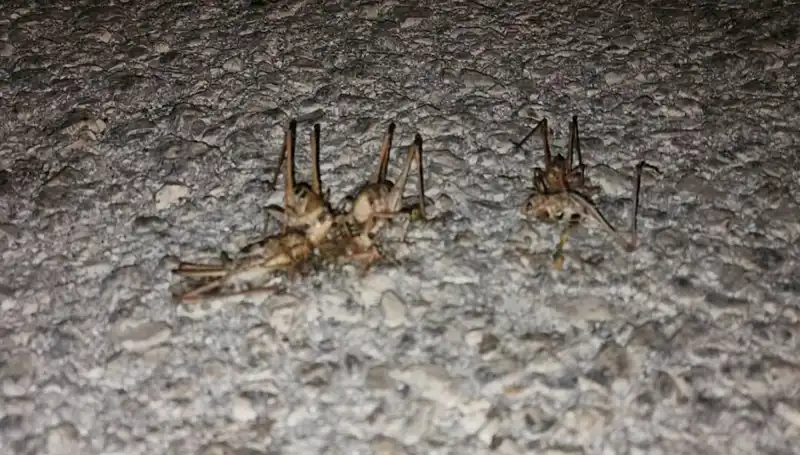 Yüzlerce Çekirgenin Yolu İstila Etti: Kriz mi Yoksa Doğal Dönüşüm mü?