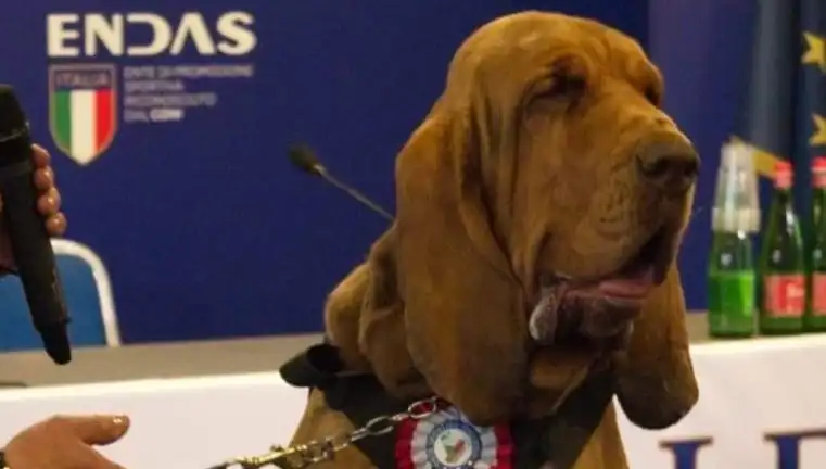 Arama Köpeğine Suikast: Çivili Sosisle Gerçekleştirilen Bir Cinayet