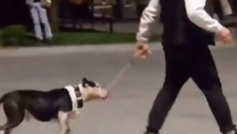 Ağızlıksız Pitbull’un Saldırısı: Sahibine Ağır Para Cezası