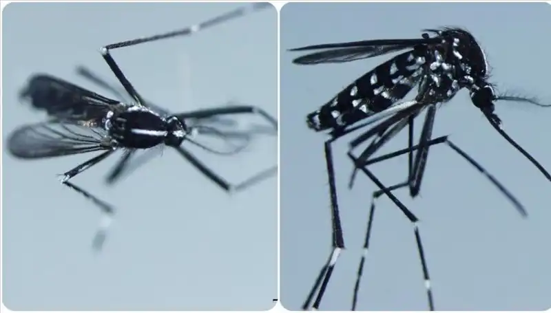 Chikungunya Virüsü Nedir? Belirtileri ve Görüldüğü Ülkeler Hakkında Bilinmesi Gerekenler