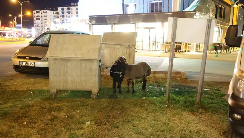 Yolda Terk Edilen Mor Karaman Koyunları İzleyicileri Şaşırttı