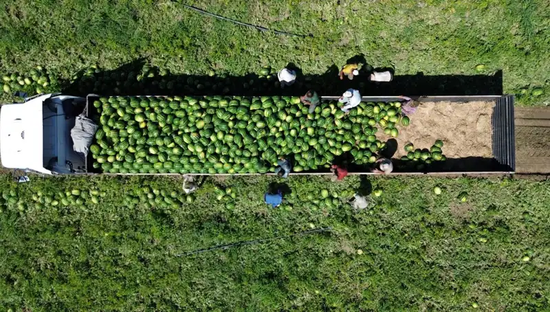 Bafra Ovası'nda Muz Oranı Yüzde 50 Artacak, Karpuz Rekoltesi 94 Bin 500 Ton!