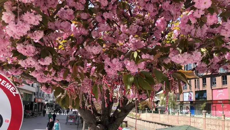 Süs Erik Ağaçları Martenitsa ile Özel Bir Anlam Kazandı