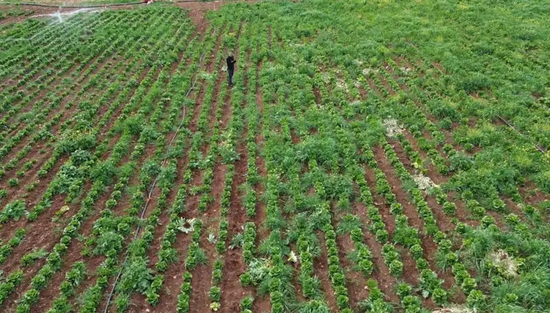 Kuraklık Tehdidi: Marul Hasadı Bu Yıl Ne Kadar Etkilendi?