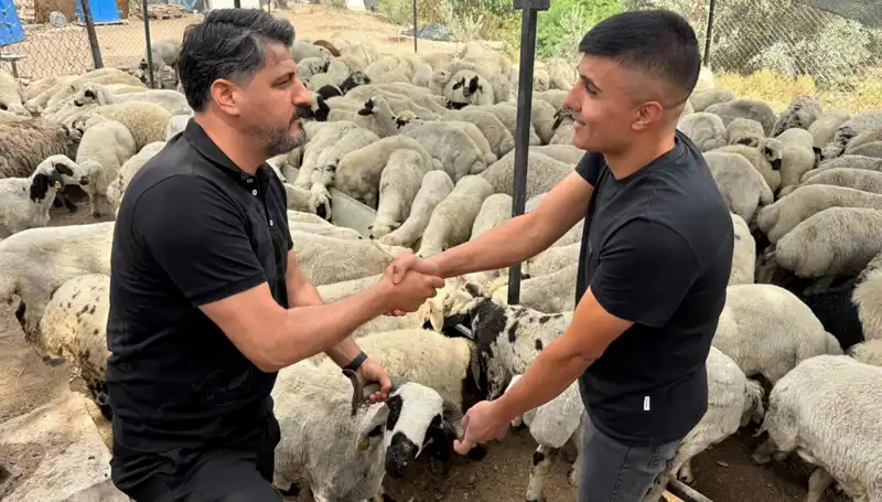 Kurbanlık Koyun Alırken Dikkat Edilmesi Gerekenler: Tuz ve Sumak Kullanımı