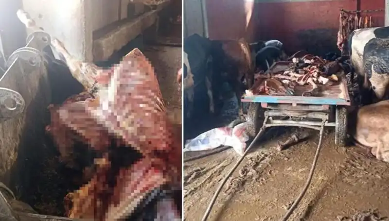 Adana'da Şok Orman Baskını: 2,5 Ton At Eti Ele Geçirildi