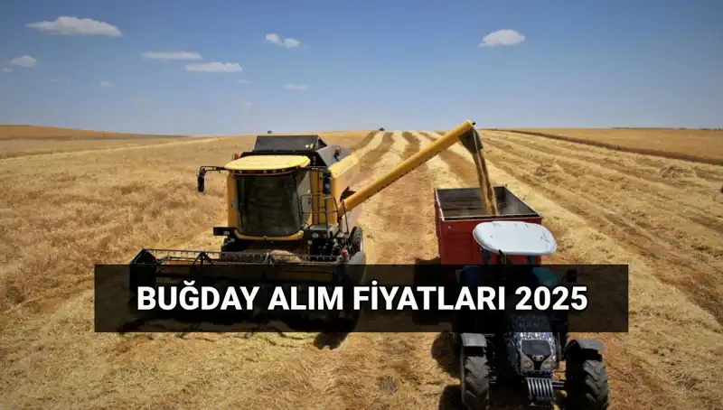 2025 Buğday Alım Fiyatları: TMO'dan Beklenen Ücretler ve Tarihler
