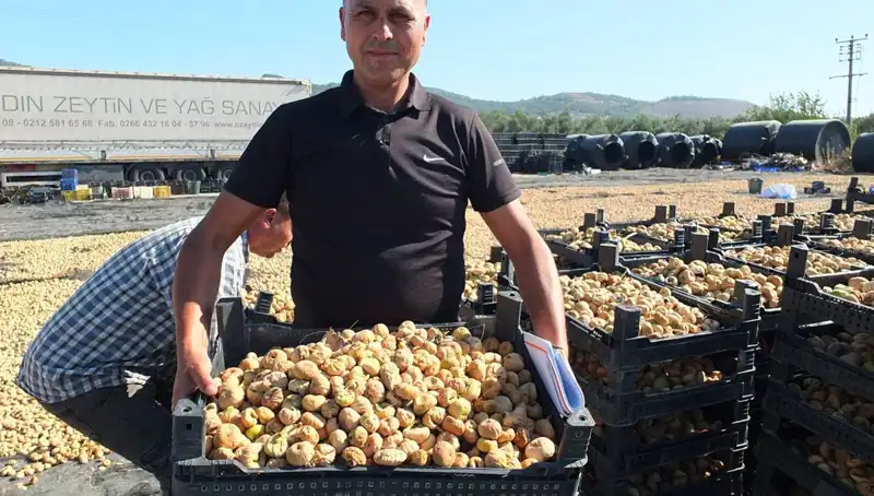 Balıkesir’de Hasat Sezonu: Çin ve Rusya’ya İhracat Tavan Yapıyor