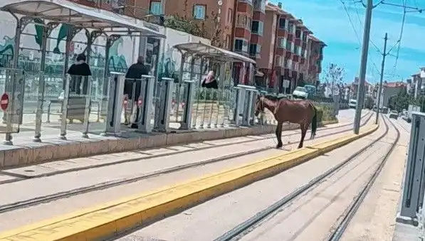 Eskişehir'de Tramvay Raylarında Başındaki Atla Yürüyen Şaşkınlar