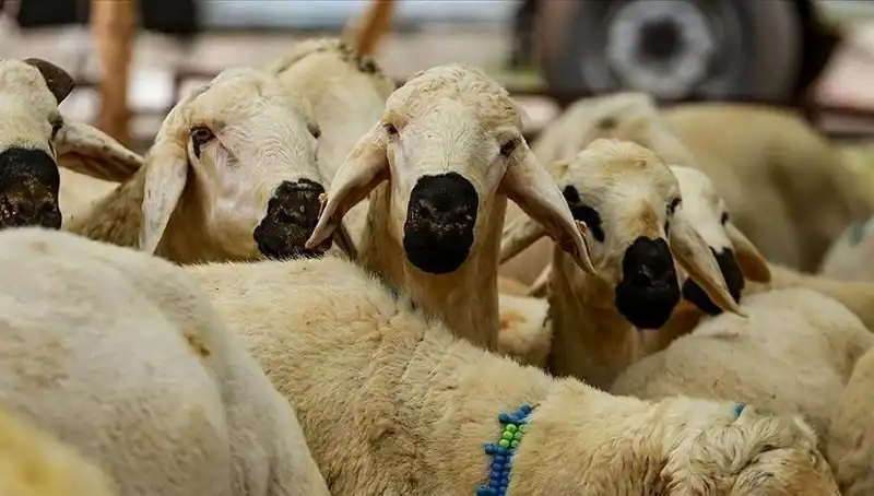 2025 Kurban Bayramı: Kurban Kesmenin Dini Gerekliliği ve Merak Edilen Sorular