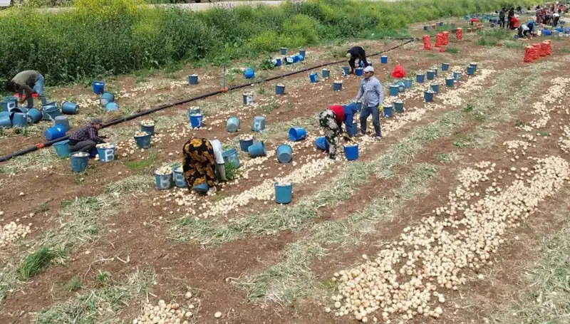 Soğan Hasadı Başladı: Piyasada Fiyatlar Düşüşe Geçti