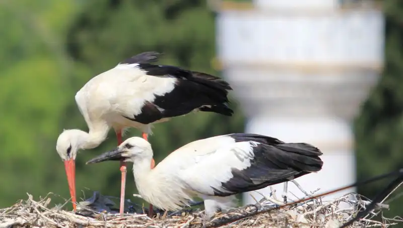 Leylek Köyü: Yaren Leyleğinin Kıskanacağı 8 Kat Fazla Yuva Var!