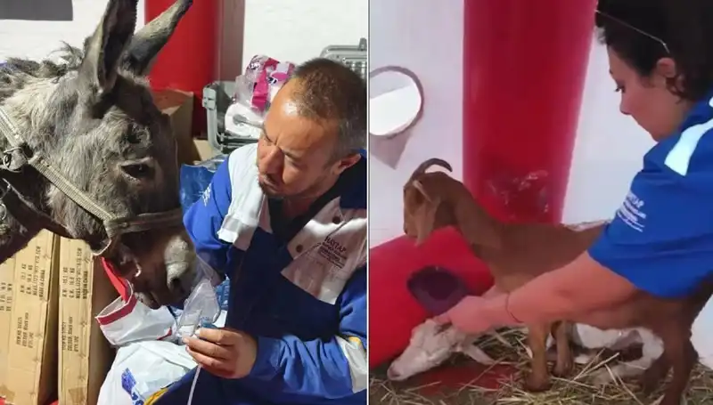 Yangından Etkilenen Eşek İçin Oksijen Maskeli Şifa Uygulandı