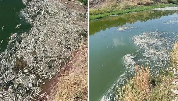 Karasu Çayı’ndaki Gizemli Balık Ölümleri Üzerine Derinlemesine İnceleme Başlatıldı