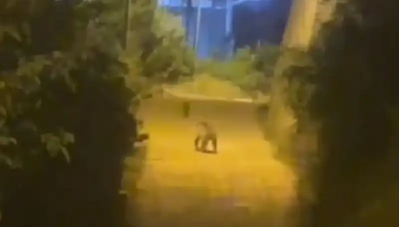 Gümüşhane'de Merkezde Ayı Görüntülendi, Şaşkınlık Yarattı!