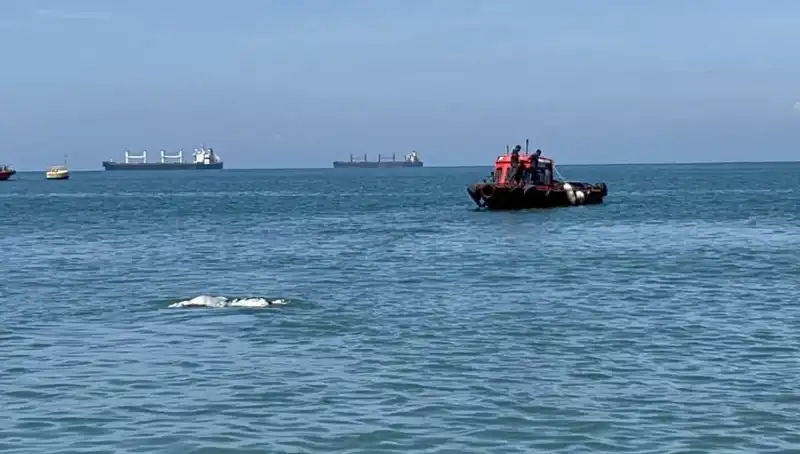 Denizin Ortasında Angus Şaşkınlığı: Sırları ve Geçmişi