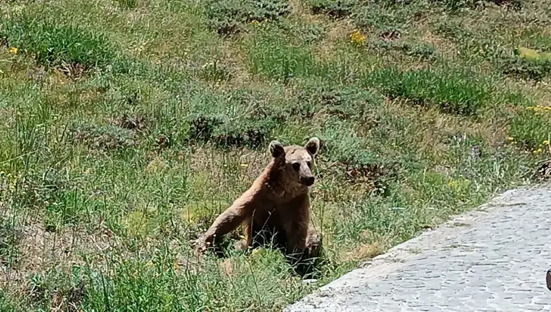 Nemrut Dağı'nda Bozayı Tehlikesine Dikkat! Vatandaşlara Önemli Uyarı