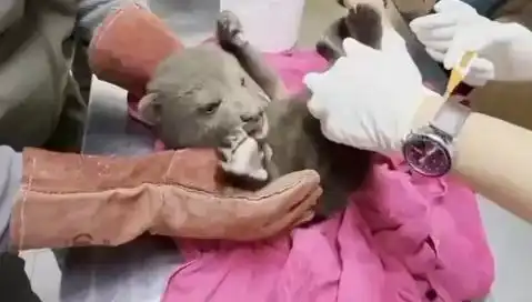 Karabük'te Yavru Bozayı İçin Seferberlik Başladı, Şimdi Ne Olacak?
