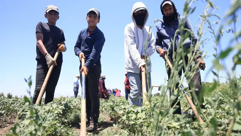 Sıcak Havada Zorlu Mesai: 650 TL Yevmiye ile Çalışıyorlar