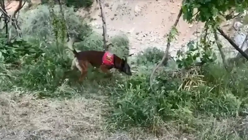 Dedektör Köpeğin Başarısıyla Dere Kenarındaki Esrar Ele Geçirildi