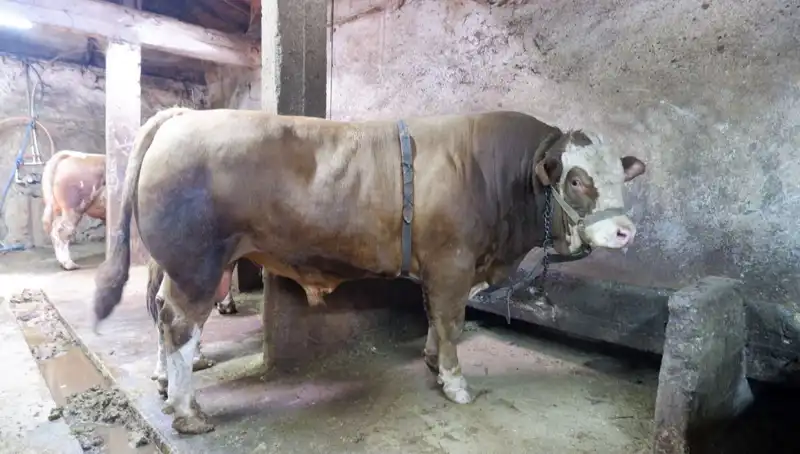 Dünyayı Şaşırtan Duyuru: 1 Ton 200 Kilo Ürün, Rekor Fiyatla Satıldı!